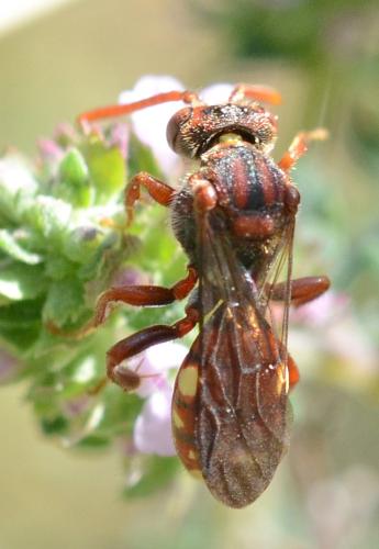Nomada panzeri
